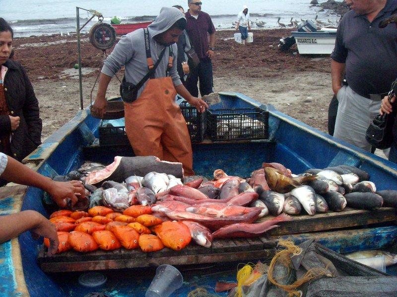 Fresh seafood and local fishing culture in Popotla south of Rosarito Mexico